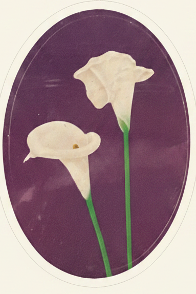 Vintage White Calla Lilies Sticker